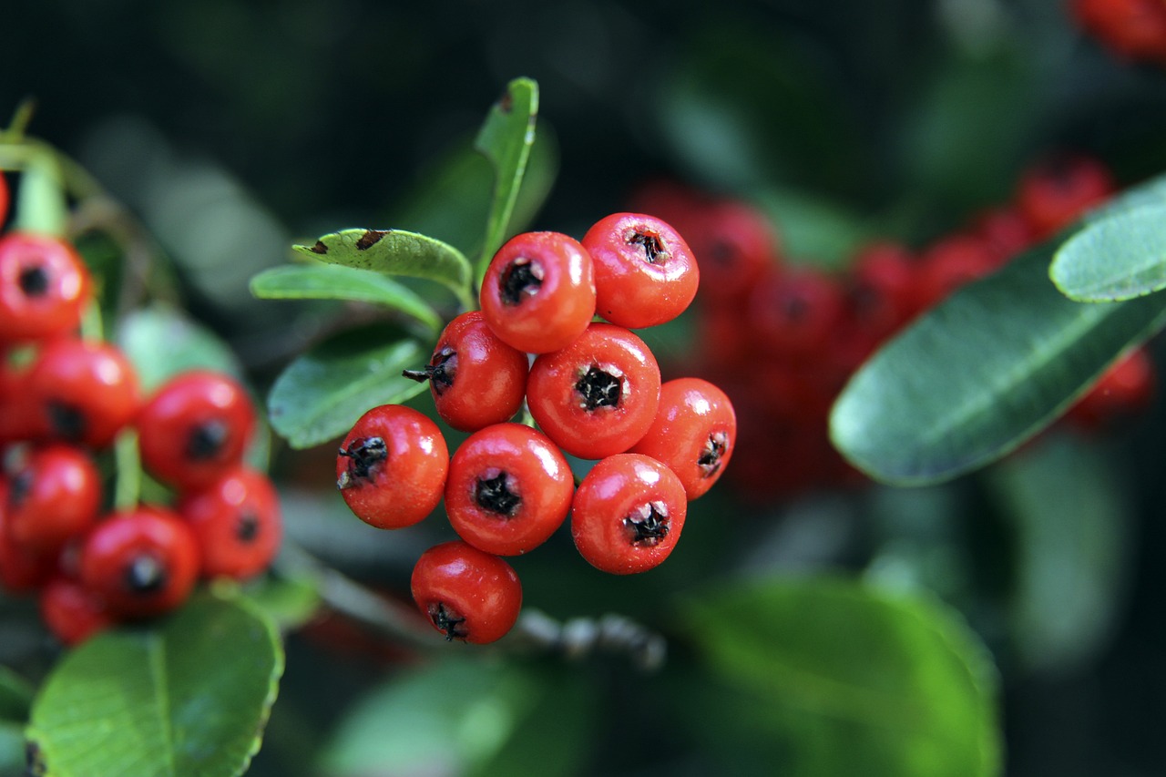 伍在战术策 伍在战术策